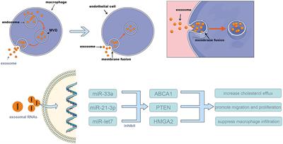 The Potential of Exosomal RNAs in Atherosclerosis Diagnosis and Therapy